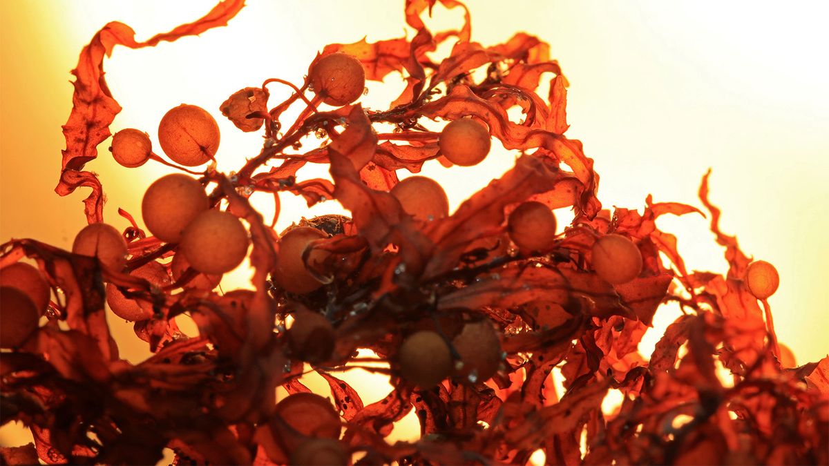 How Sinking Carbon-storing Seaweed Can Help Fight Climate Change