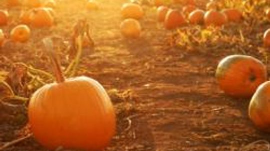 Pumpkin Patch Pictures