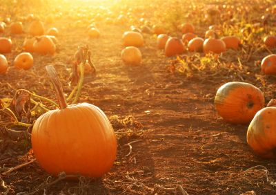 pumpkin patch at sunset