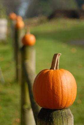 pumpkins sitting on fence posts