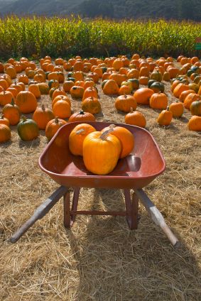 pumpkins in a wheelbarrow