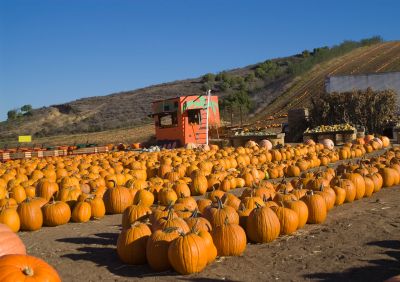 pumpkin patch