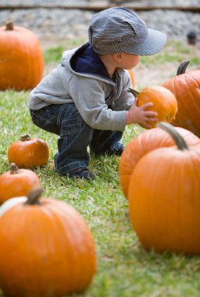 little boy choosing a pumpkin