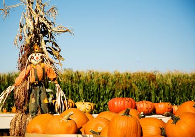 pumpkin patch with scarecrow