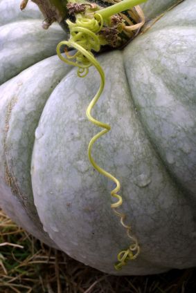 white pumpkin