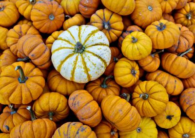 pile of small pumpkins