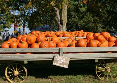 wagon full of pumpkins