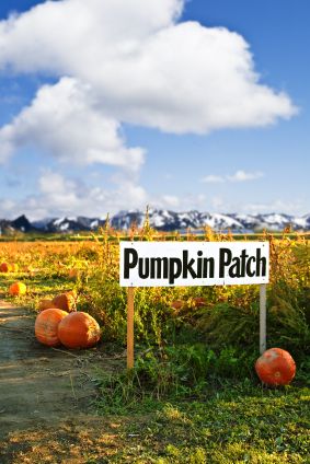 pumpkin patch