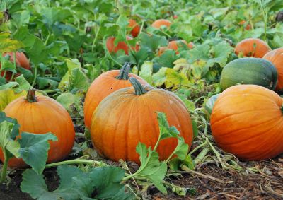 pumpkins growing on vines