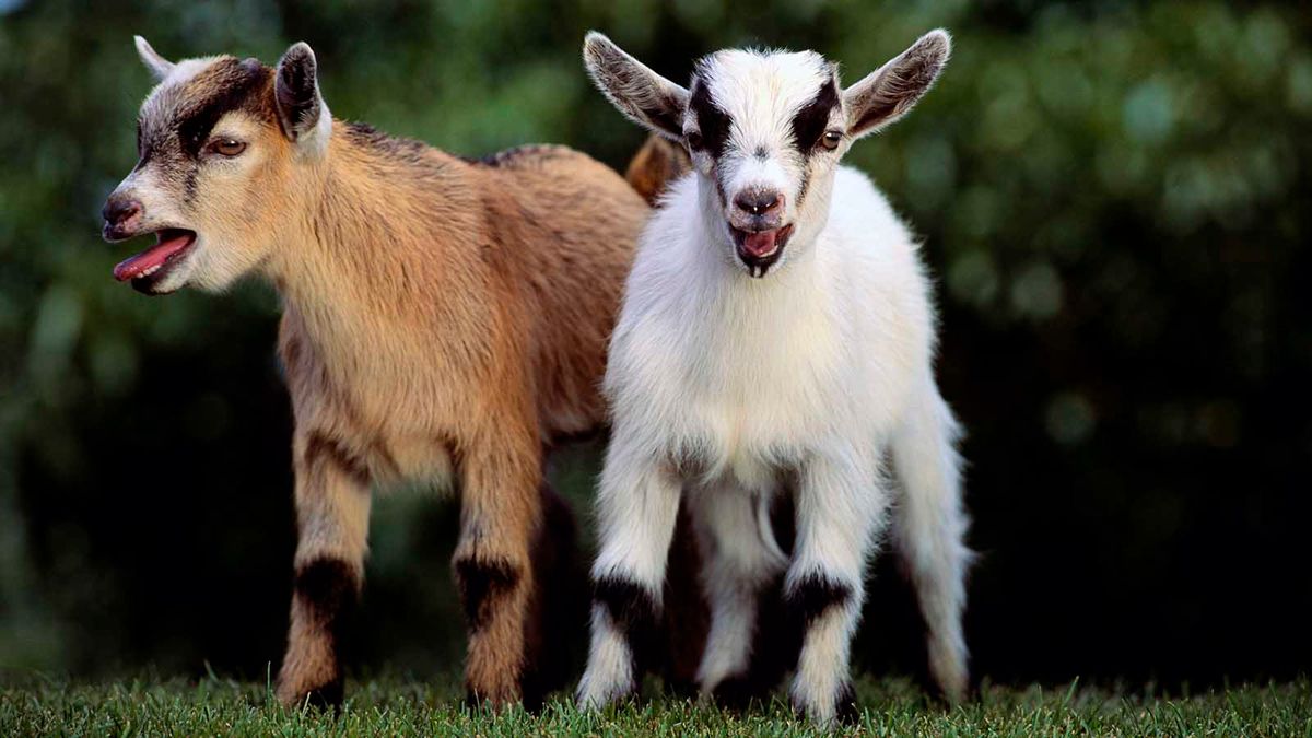 mini nubian goats