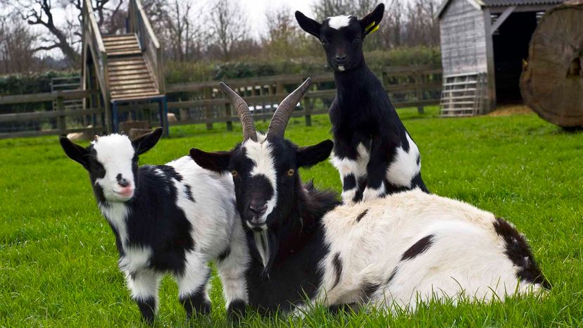 Pygmy goat and kids