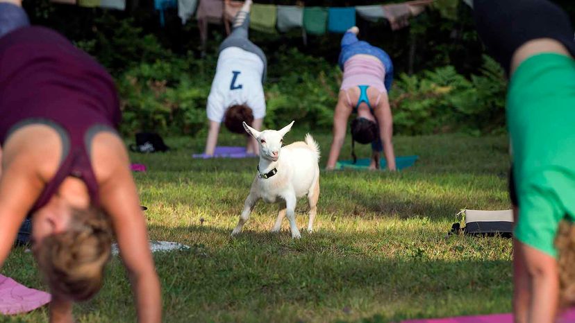 goat yoga