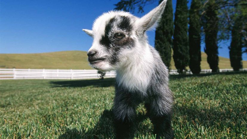 pygmy goat kid