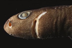 A spined pygmy shark, or a creepy finger puppet? See more pictures of sharks.