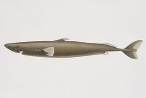 Illustrated side view of Pygmy Shark -- Squaliosus laticaudus