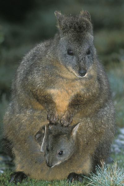 Marsupial Image Gallery | HowStuffWorks