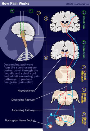 pain pathways illustration