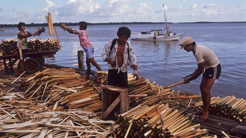 Heart of palm