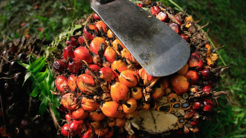 palm oil, deforestation