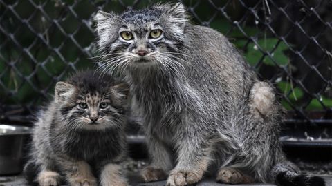 The Pallas's Cat Is the Original Grumpy Wildcat - Vimarsana News