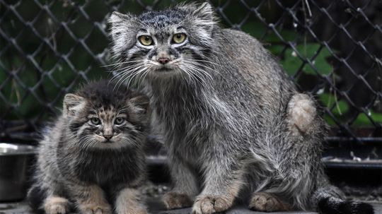 帕拉斯的猫是原来的脾气暴躁的野猫”border=