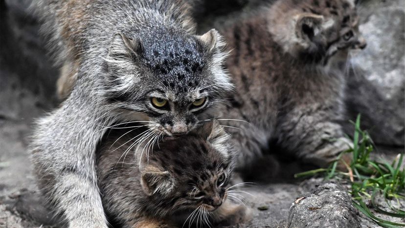 The Manul Cat Is The Most Expressive Cat In The World