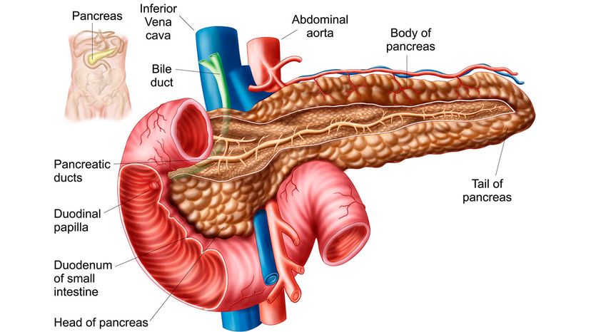 pancreas illustration