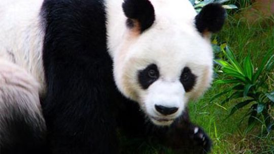 Why is the birth rate so low for giant pandas?