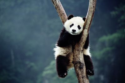 panda sleeping in tree