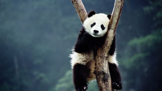 Why don't pandas hibernate?