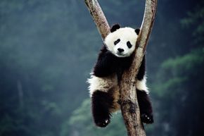 Pandas love sleep, but they don't hibernate. Instead they seek more comfortable altitudes. See more pictures of endangered animals.