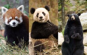 The giant panda shares characteristics with both the red panda and bears. As a result, scientists have argued on how to classify giant pandas.