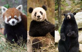 The Giant Panda Debate: bear or raccoon? | HowStuffWorks