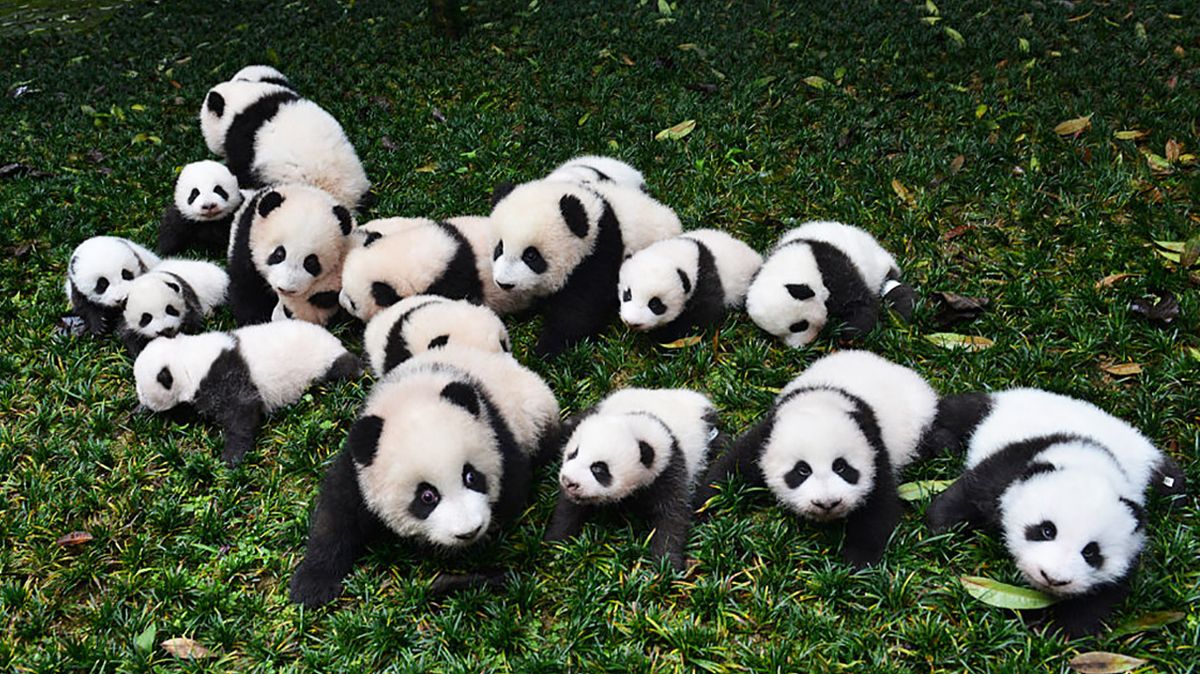 Why Are Pandas Endangered? | HowStuffWorks