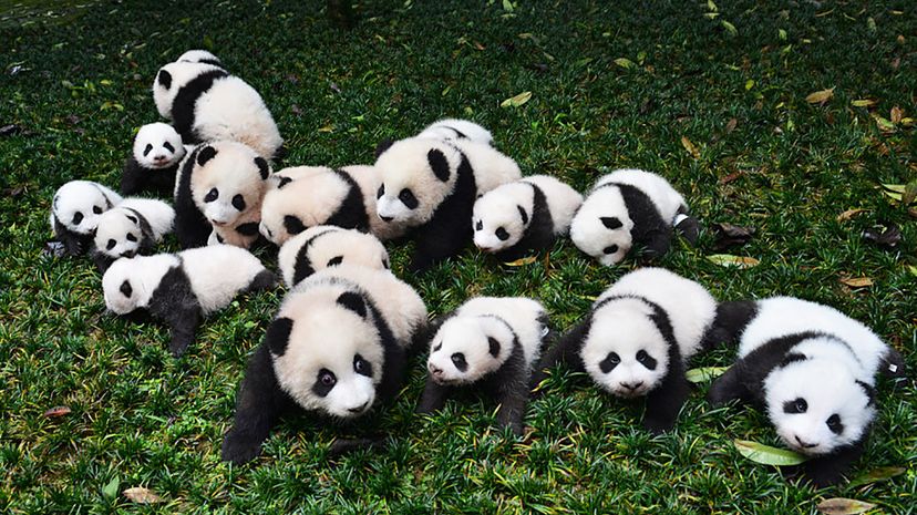 giant pandas playing