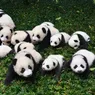 Why Are Pandas Endangered?