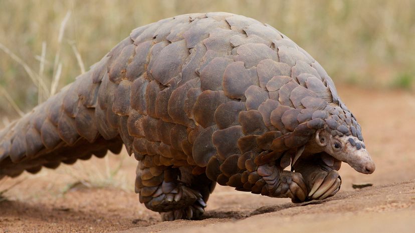 Pangolins: The Gentle, Ant-eating Oddballs of Africa and Asia |  HowStuffWorks