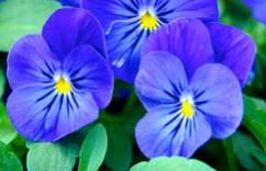 Bold, brilliant color and sharp focus on these blue pansy flowers