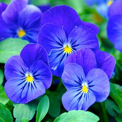 Bold, brilliant color and sharp focus on these blue pansy flowers