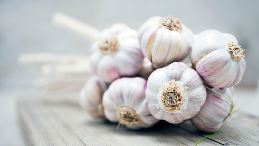 Garlic bulbs