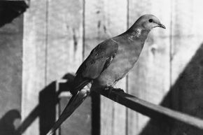 最后一只雄候鸽，如图所示，死于1912年。18新利最新登入＂width=