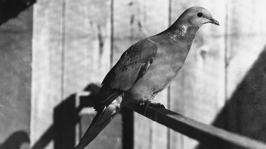 How did passenger pigeons become extinct?