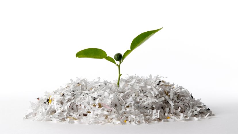 Tree growing out of shredded paper