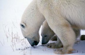 A polar bear's ecological niche is at the top of the food chain in the snowy Arctic.