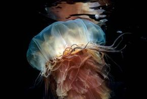 Jellyfish have a radial body plan, but their genes contain code for a bilateral body plan.