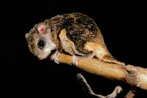 Flying squirrels evolved from a primitive rodent. They share the same basic characteristics with the flying phalanger.