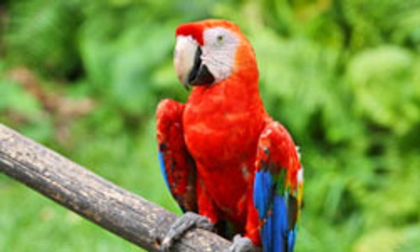 The Ultimate Parrot Quiz