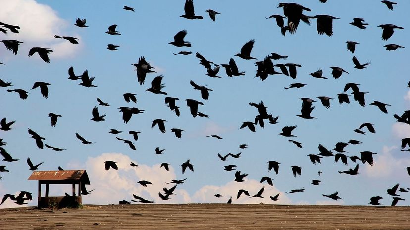 crows flying in field