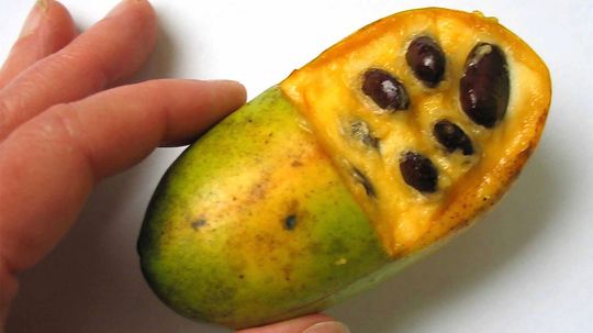 Pawpaws: The Forgotten Fruit That Could Use a Little Love