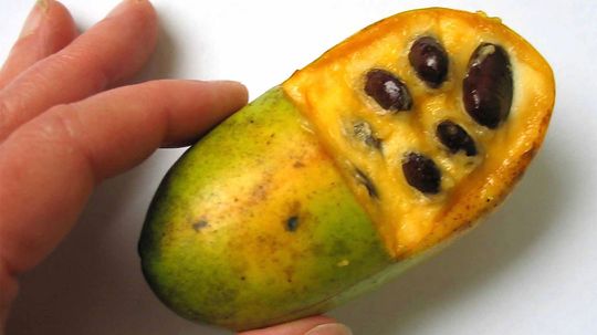 pawpaws：被遗忘的水果可以使用一点爱“border=